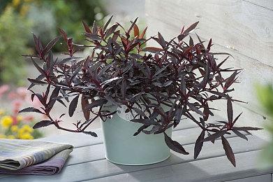 PSVR2专属卡牌游戏《Demeo》新预告 正在开发中